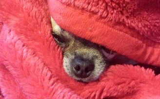 Cookie the Chihuahua in Bed; photo taken by my daughter. Cookie the Chihuahua in Bed; photo taken by my daughter.