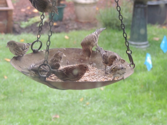 Pine Siskins on an antique scale