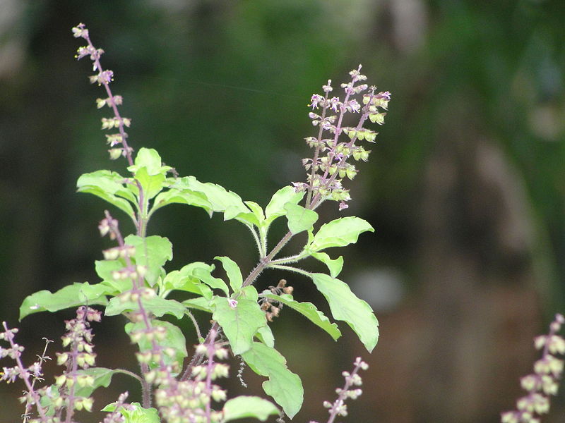 tulsi credit https://commons.wikimedia.org/wiki/File:Tulsi_or_Tulasi_Holy_basil.jpg tulsi credit https://commons.wikimedia.org/wiki/File:Tulsi_or_Tulasi_Holy_basil.jpg