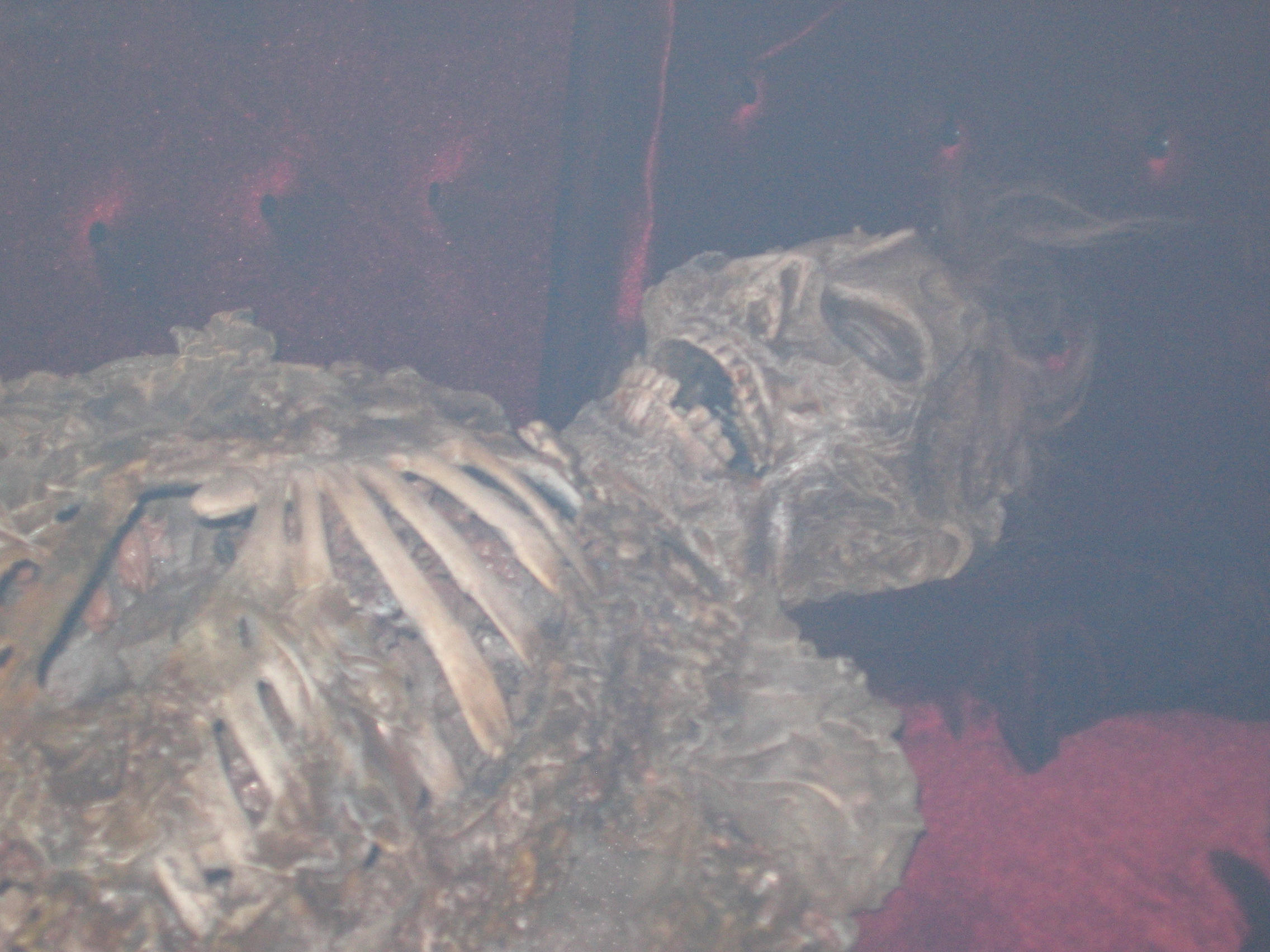 Photo taken by me – skeleton – Satan’s Hollow, Manchester Photo taken by me – skeleton – Satan’s Hollow, Manchester