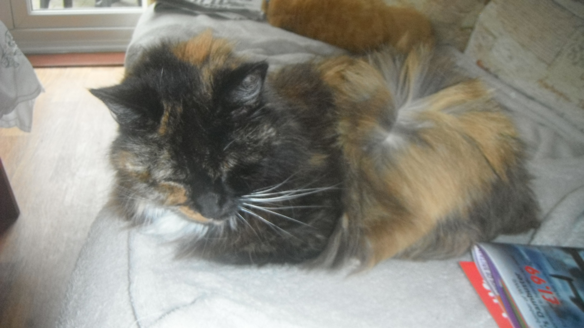 Photo taken by me – Smudge the cat. Photo taken by me – Smudge the cat.