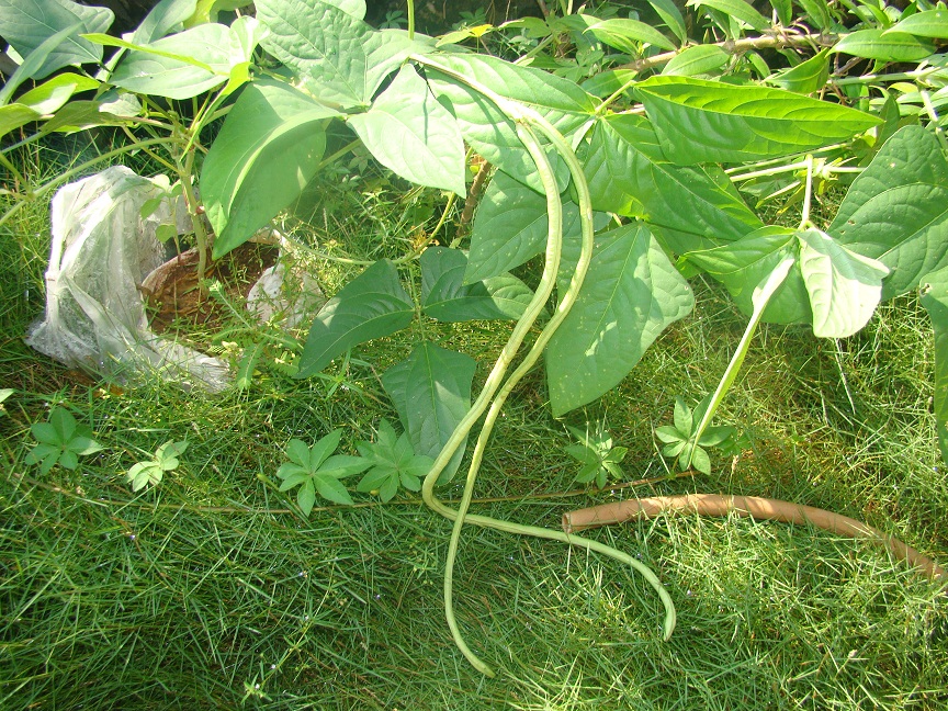 long beans at solitaire long beans at solitaire