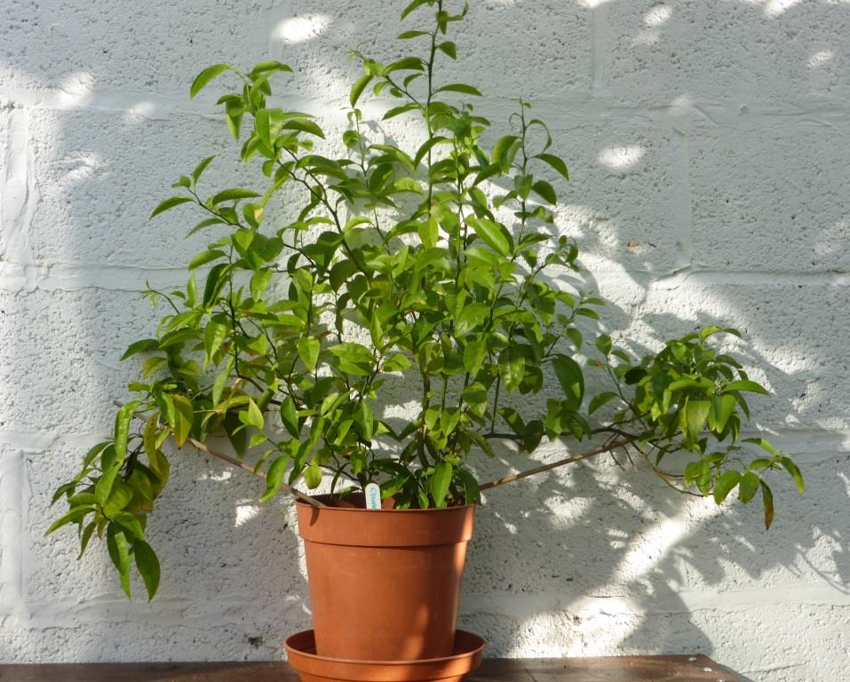 my clementine tree grown from a pip my clementine tree grown from a pip