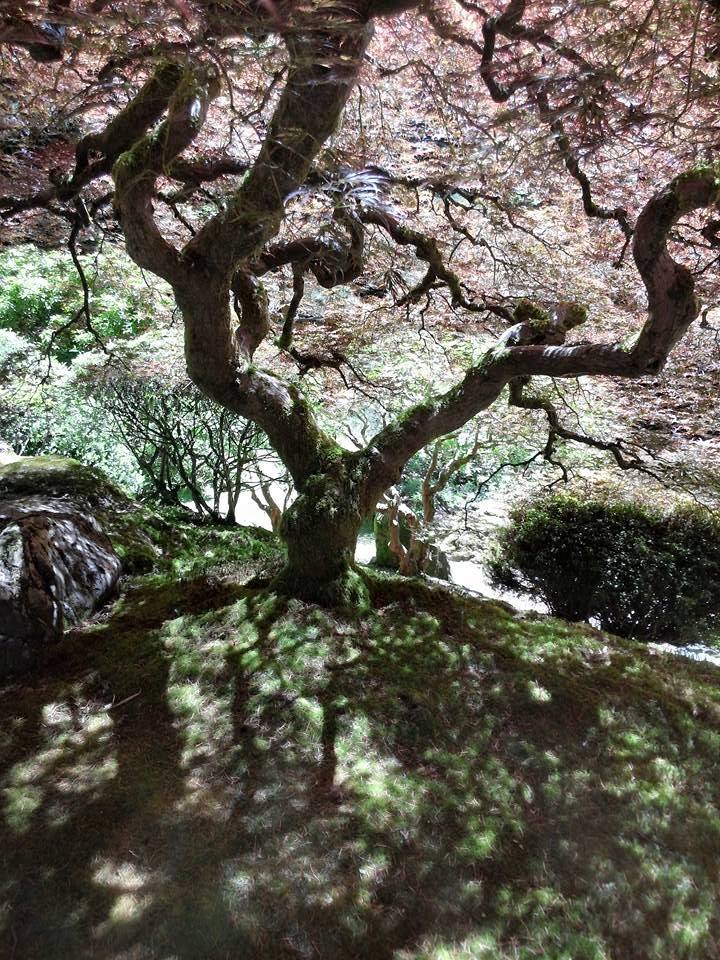 Portland Oreg, Japanese Gardens, taken by me