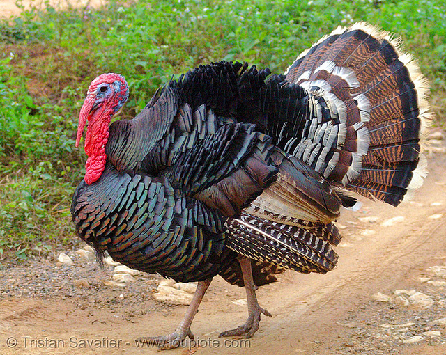 Turkey image from my file