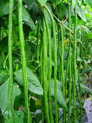 String Beans