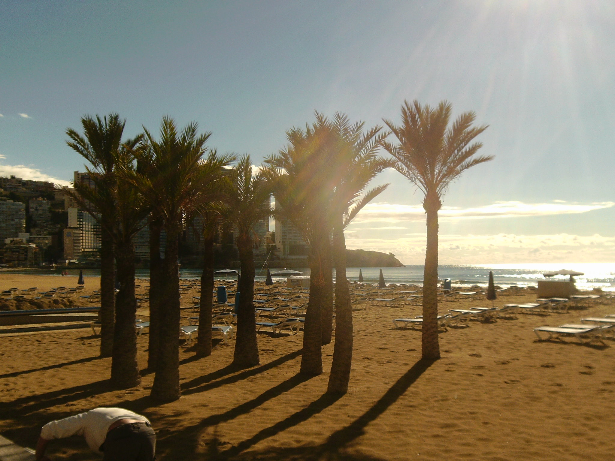 My photo - Palm Trees in Spain