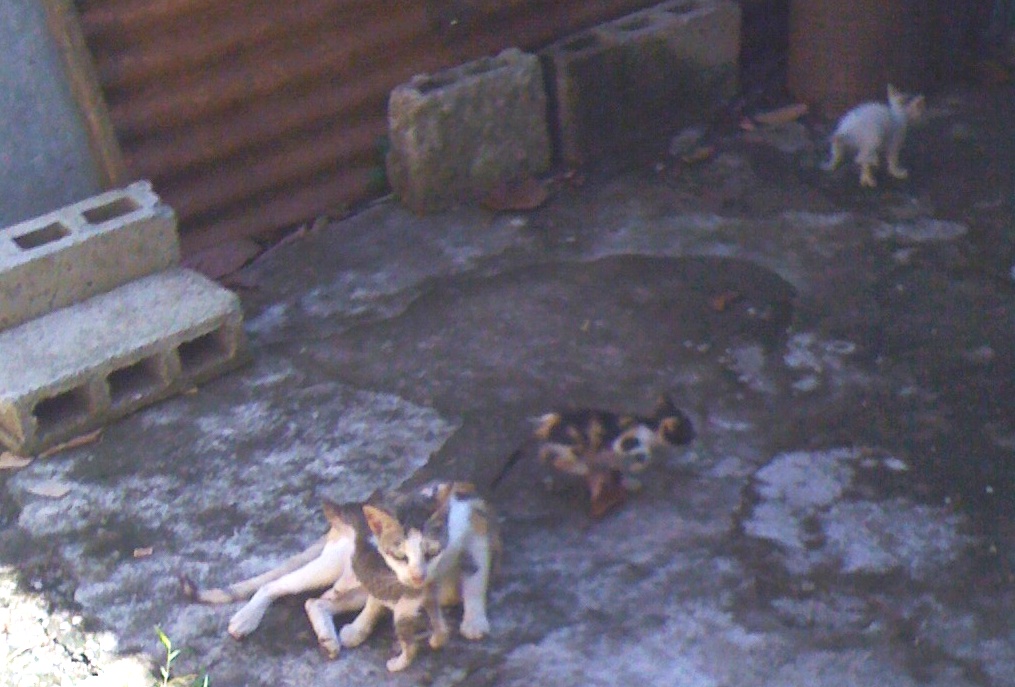 the feline and her litter in our dirty kitchen the feline and her litter in our dirty kitchen