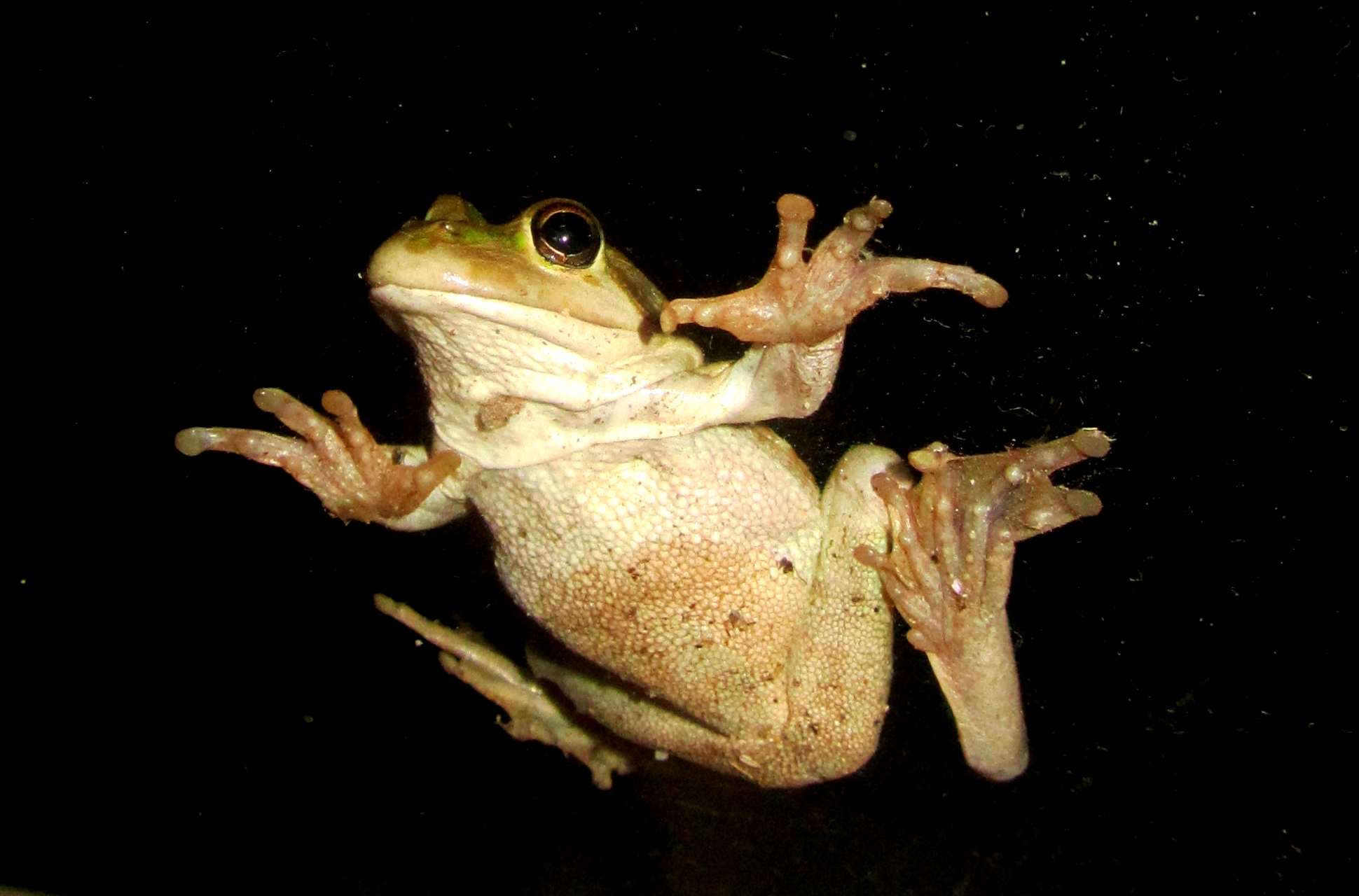 Frog on the Flywire Frog on the Flywire