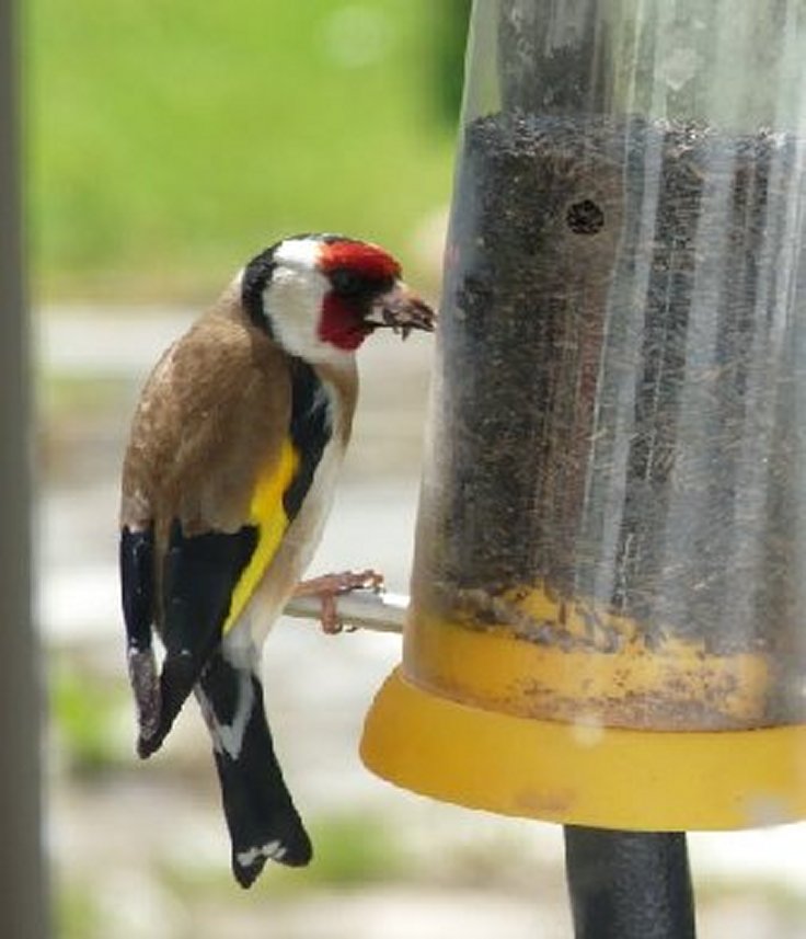 my photo of a goldfinch
