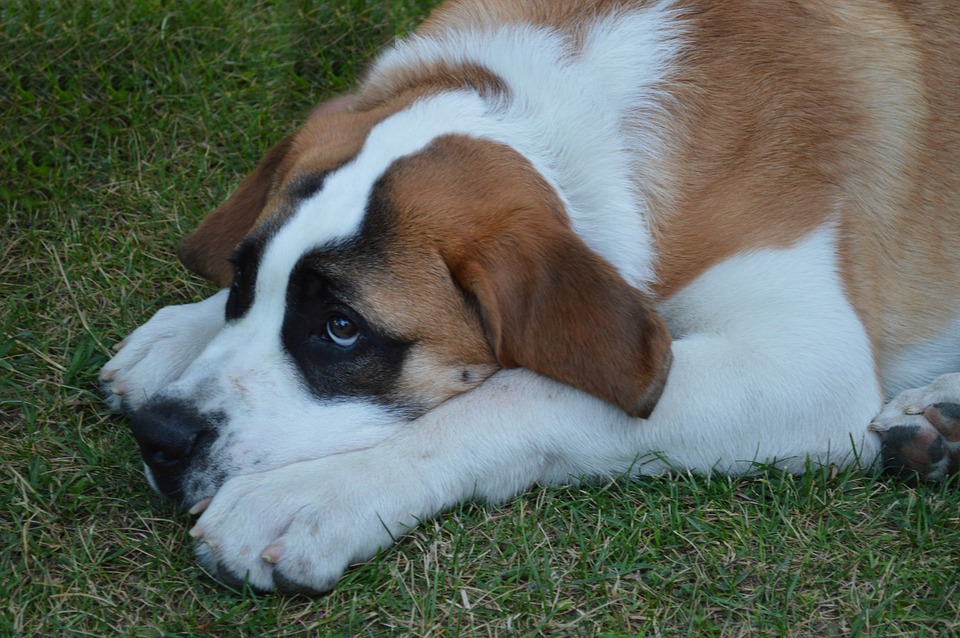 Beethoven the dog