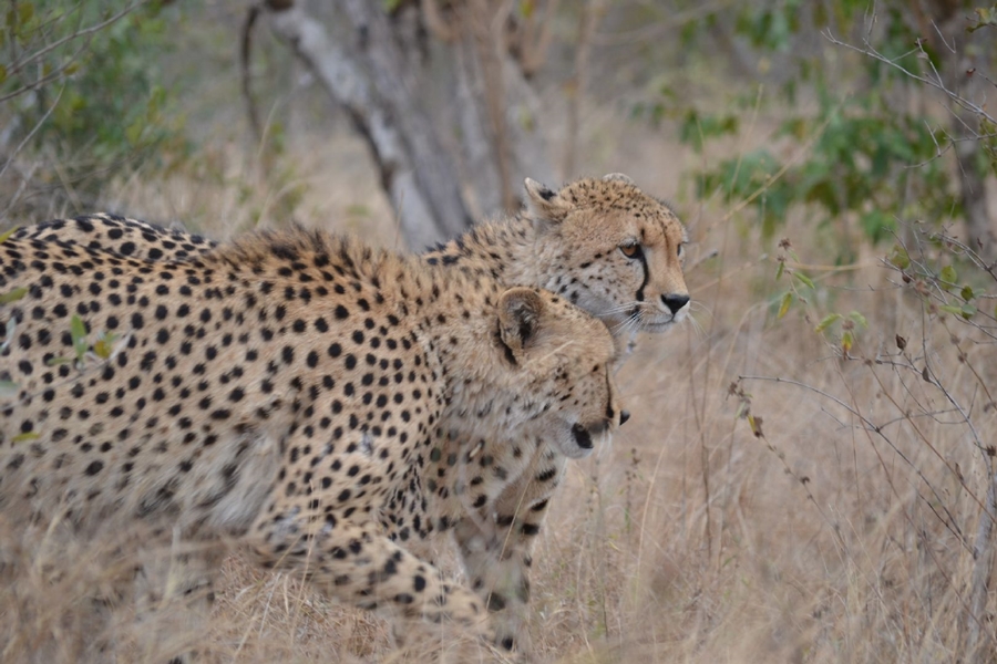Cheetahs in the wild - Kruger National Park South Africa - from the family archive