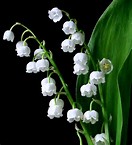 lily of the valley