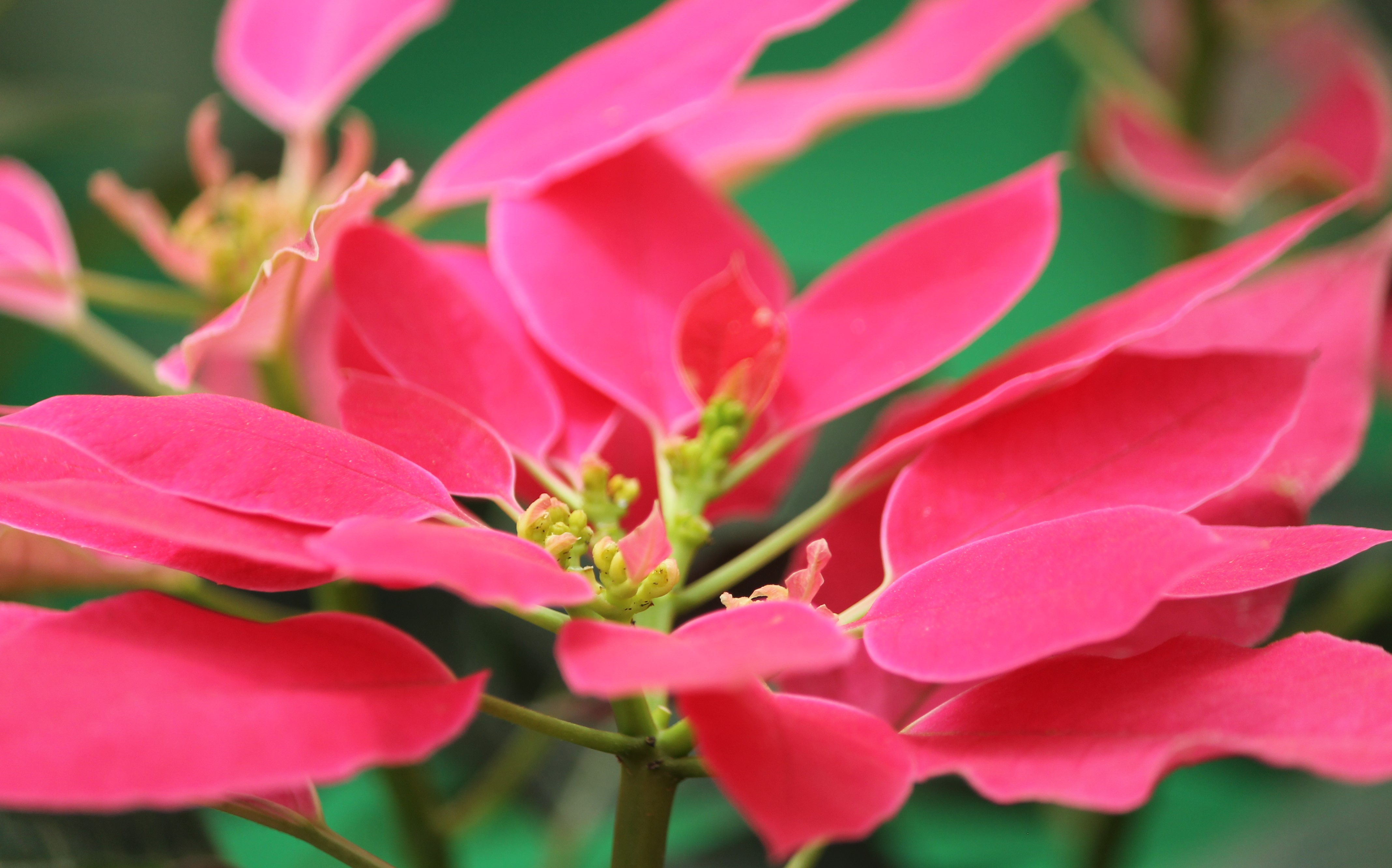 sofspics, poinsettia hot pink sofspics, poinsettia hot pink