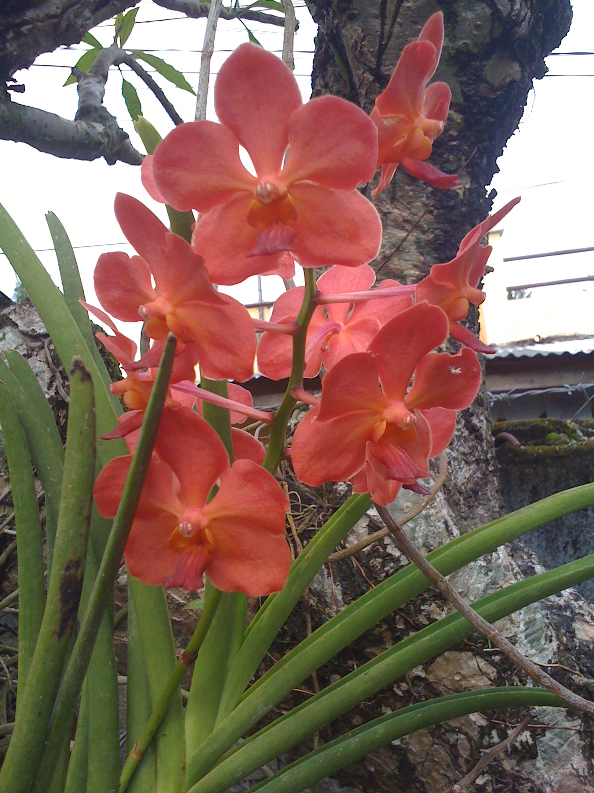 my mother's orchids! my mother's orchids!