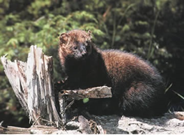 Fisher ("Fisher (animal)". Licensed under Public Domain via Commons - https://commons.wikimedia.org/wiki/File:Fisher_(animal).jpg#/media/File:Fisher_(animal).jpg (Public domain) Fisher ("Fisher (animal)". Licensed under Public Domain via Commons - https://commons.wikimedia.org/wiki/File:Fisher_(animal).jpg#/media/File:Fisher_(animal).jpg (Public domain)