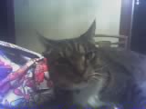 ~MALLOW~ - MALLOW!  The only one I sleep with ^.~
