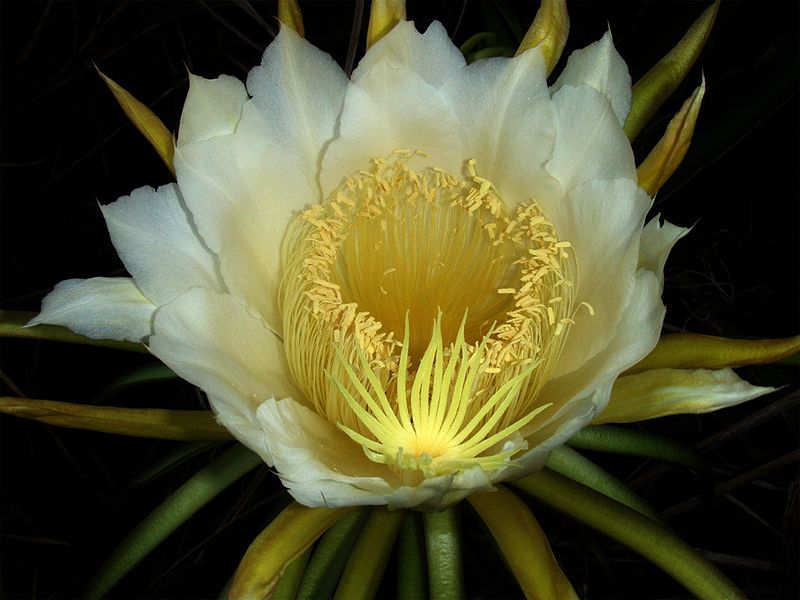 Brahma Kamal   credit https://commons.wikimedia.org/wiki/File:Night-blooming_cereus_paniniokapunahoa.jpg