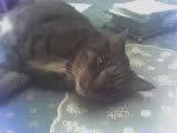 ~MALLOW~ - MALLOW!  The only one I sleep with ^.~