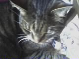 ~MALLOW~ - MALLOW!  The only one I sleep with ^.~