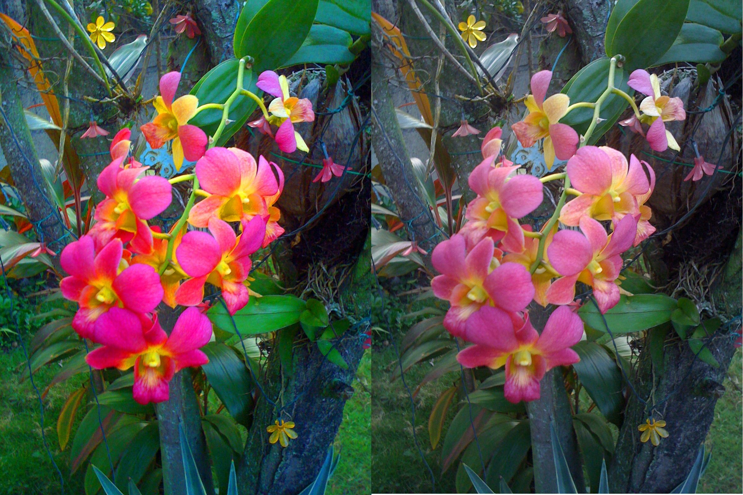 our orchids duplicated