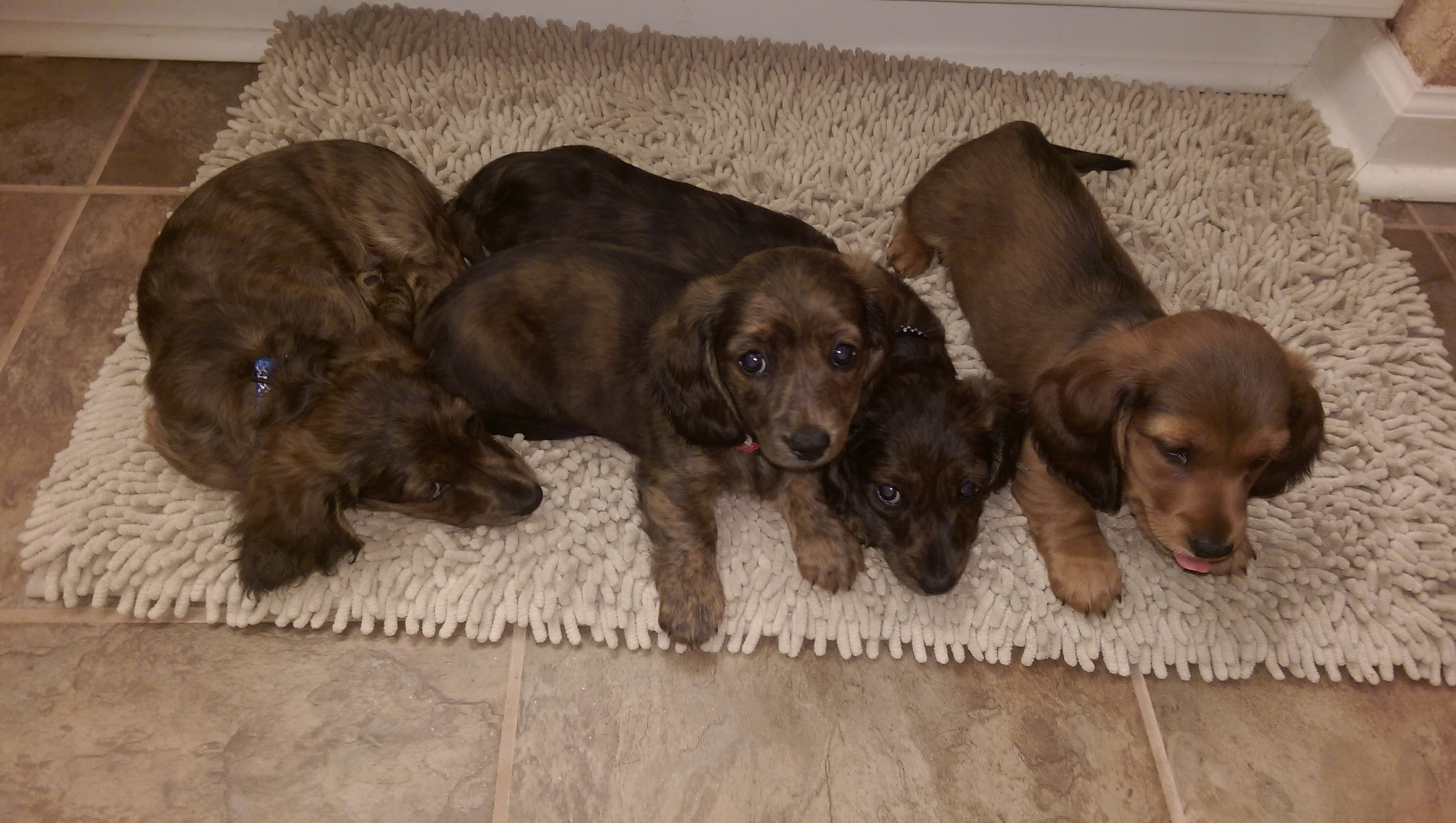 Credit: Image taken by me. These are my adorable miniature Longhaired Dachschund puppies!