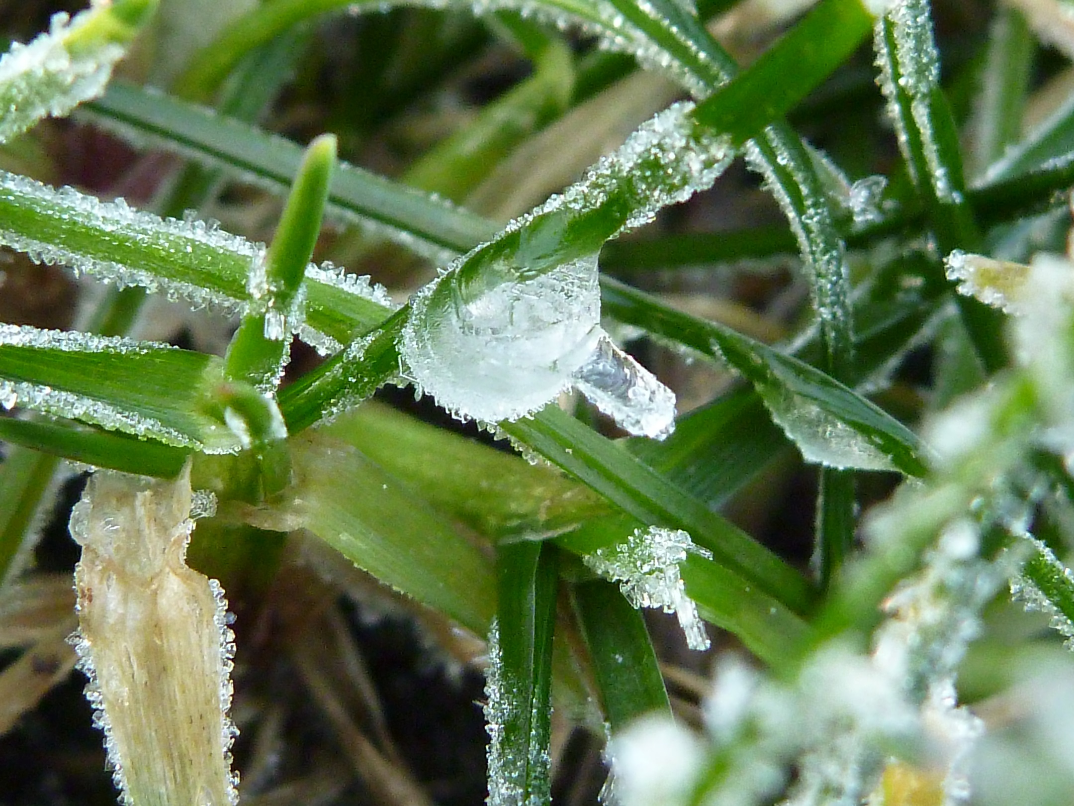 A shot I took in my backyard of heavy frost.