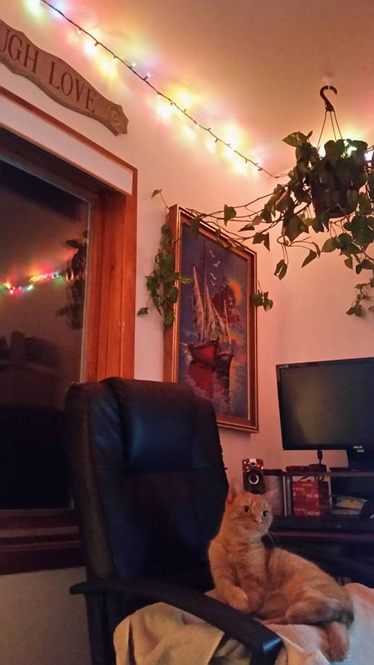 Part of my Christmas Light and Kitty Photo Bombed Picture! (Image Credit: Mine.)
