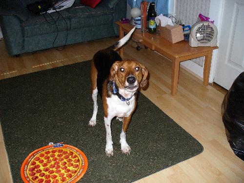 My Dog - A picture of my dog Hunter. She is a Treeing Walker Connhound.