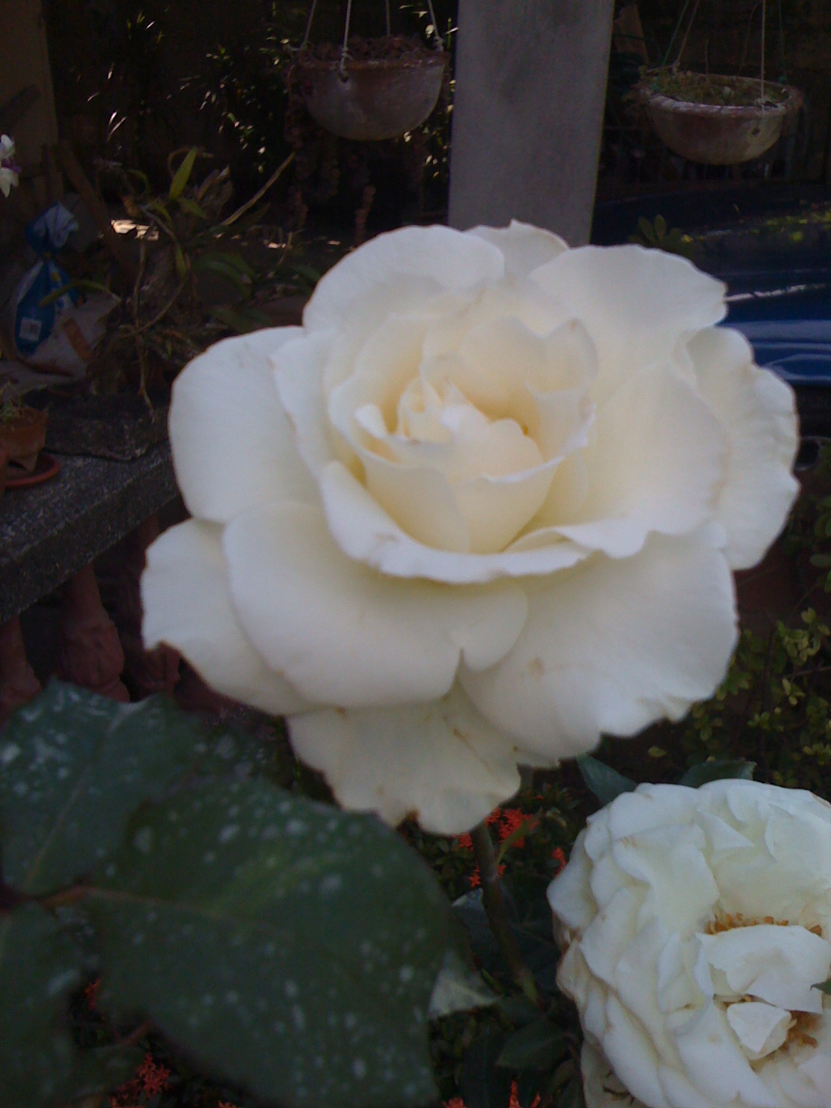 a white rose from our garden