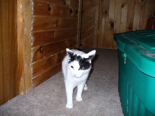 My Cat - This is my cat Marbles. He is trying to sneak away from me but I caught him.
