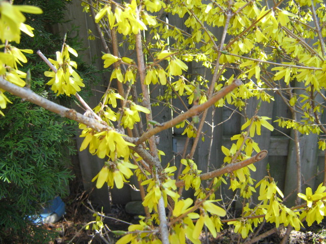 Spring Blossoms Spring Blossoms
