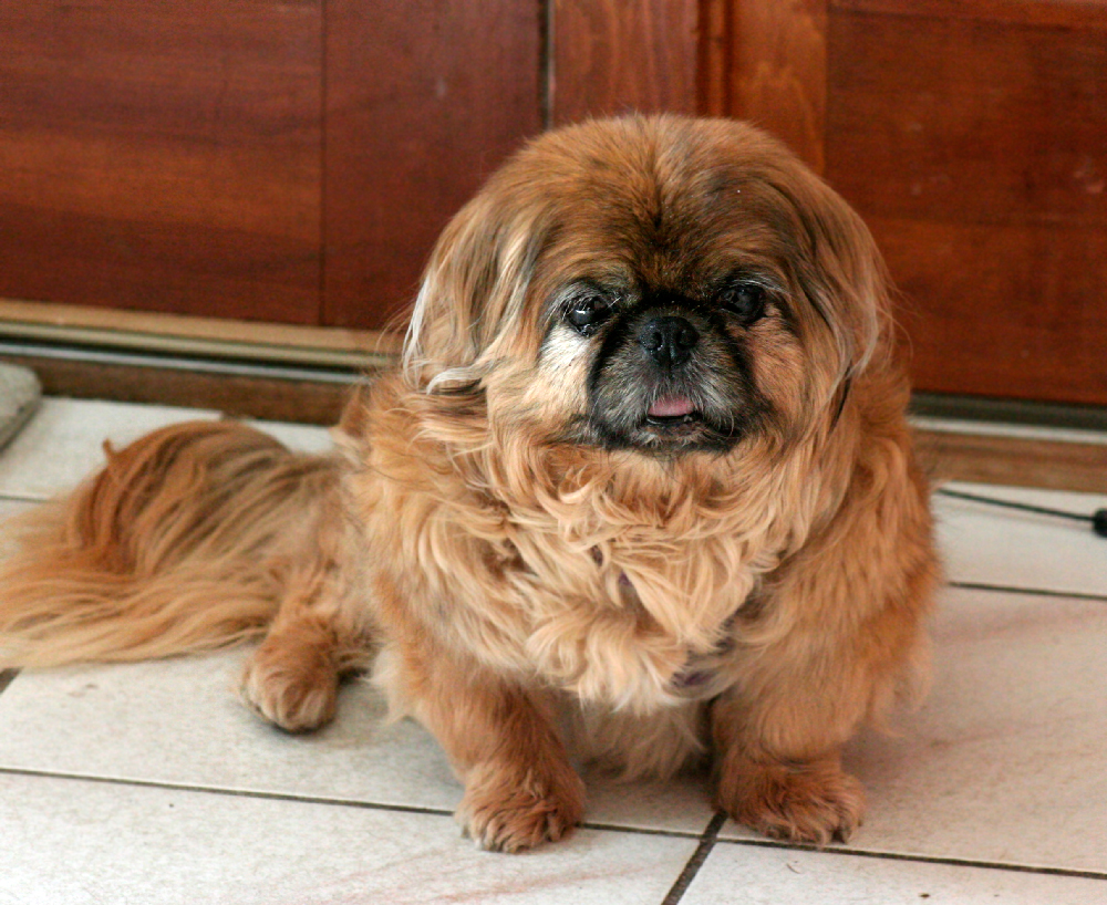 Pekingese image from wikimedia via creative commons Pekingese image from wikimedia via creative commons