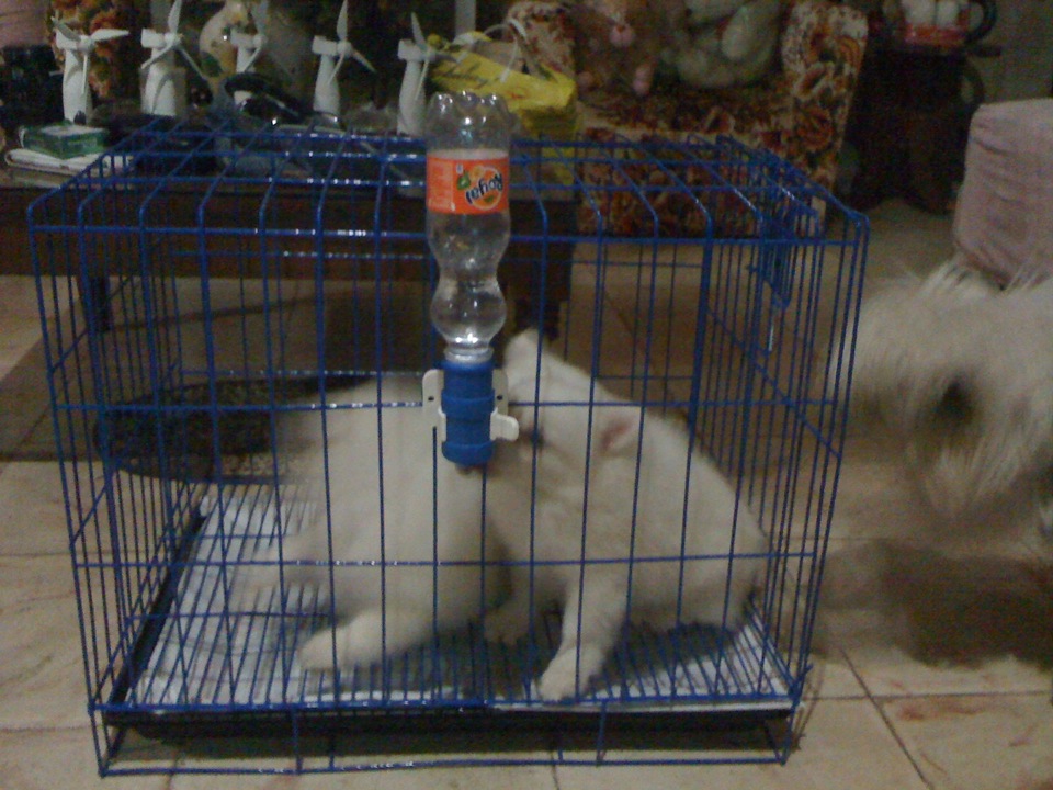 the 2 puppies when they were just bought, last March the 2 puppies when they were just bought, last March
