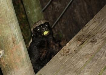 say hello to Tamaboti Camp Honey Badger say hello to Tamaboti Camp Honey Badger