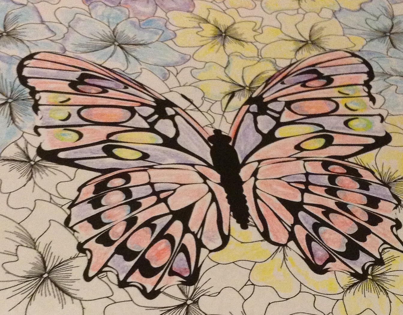 Butterflies Butterflies