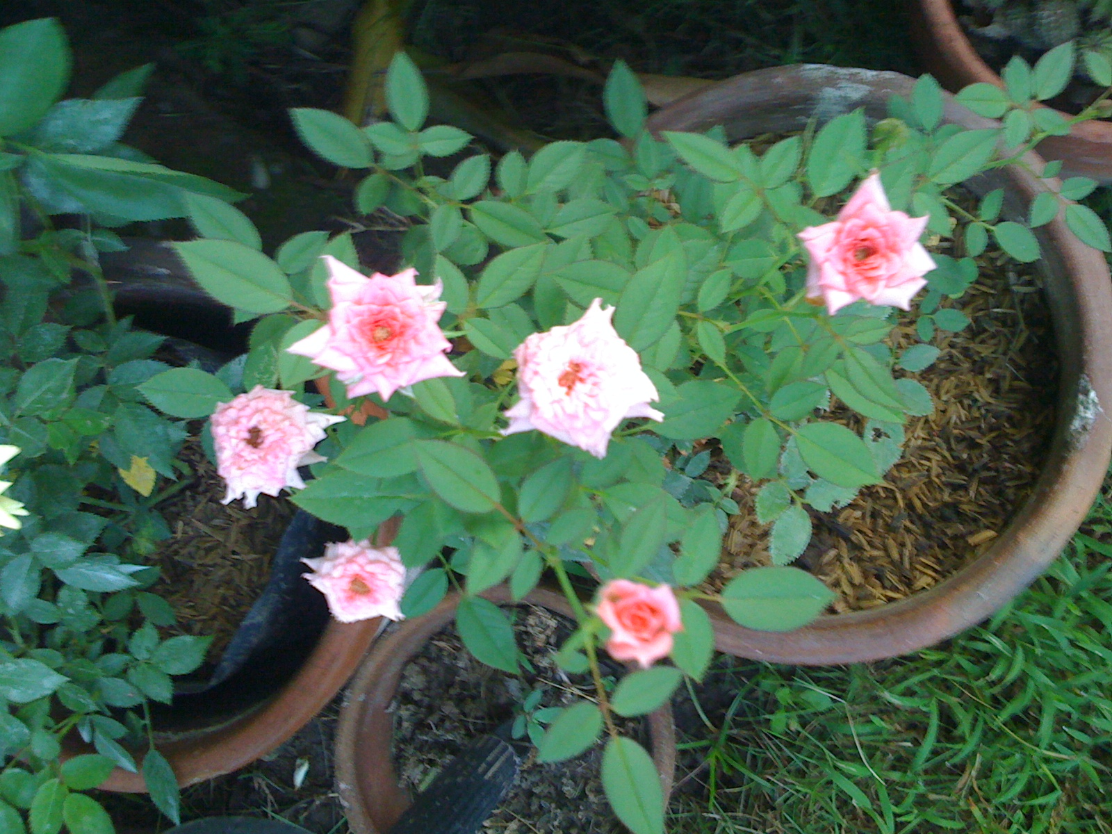 the [pitimini flowers from our garden the [pitimini flowers from our garden
