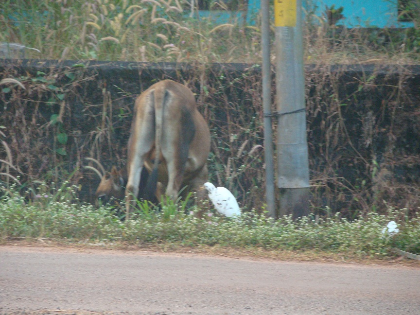 cow and bird