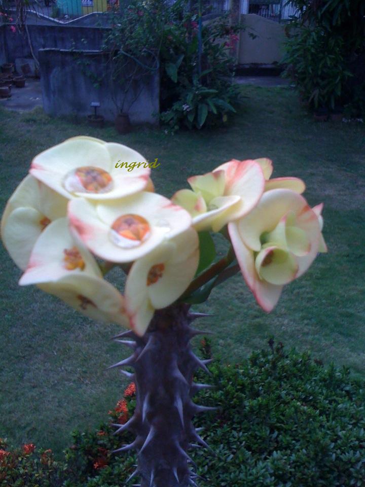 our yellow euphorbia flowers our yellow euphorbia flowers