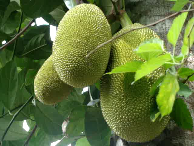 jackfruits