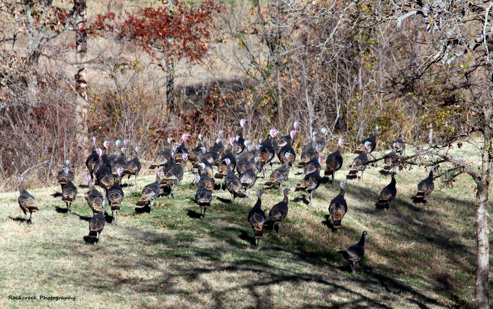 A Rafter of Wild Turkey 