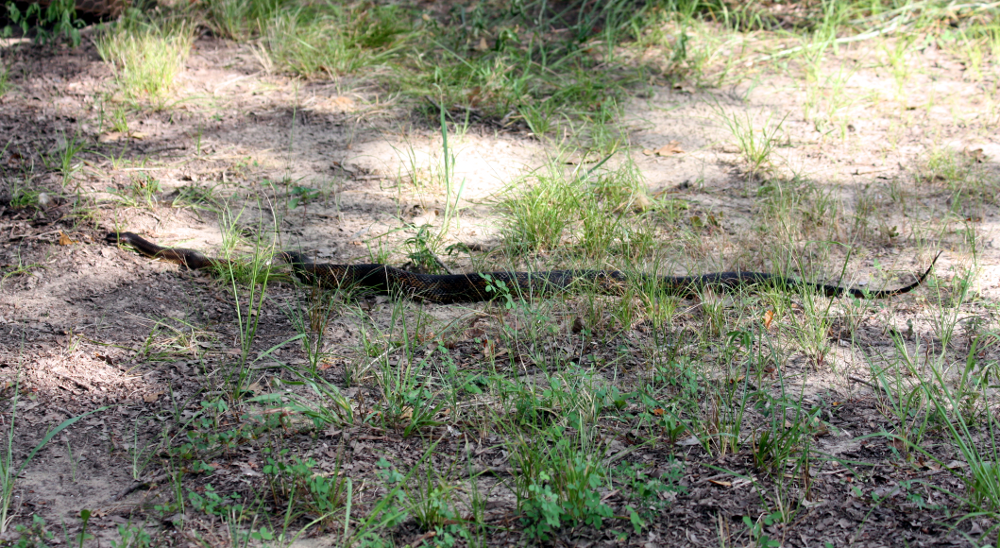 What we call a rat or chicken snake.