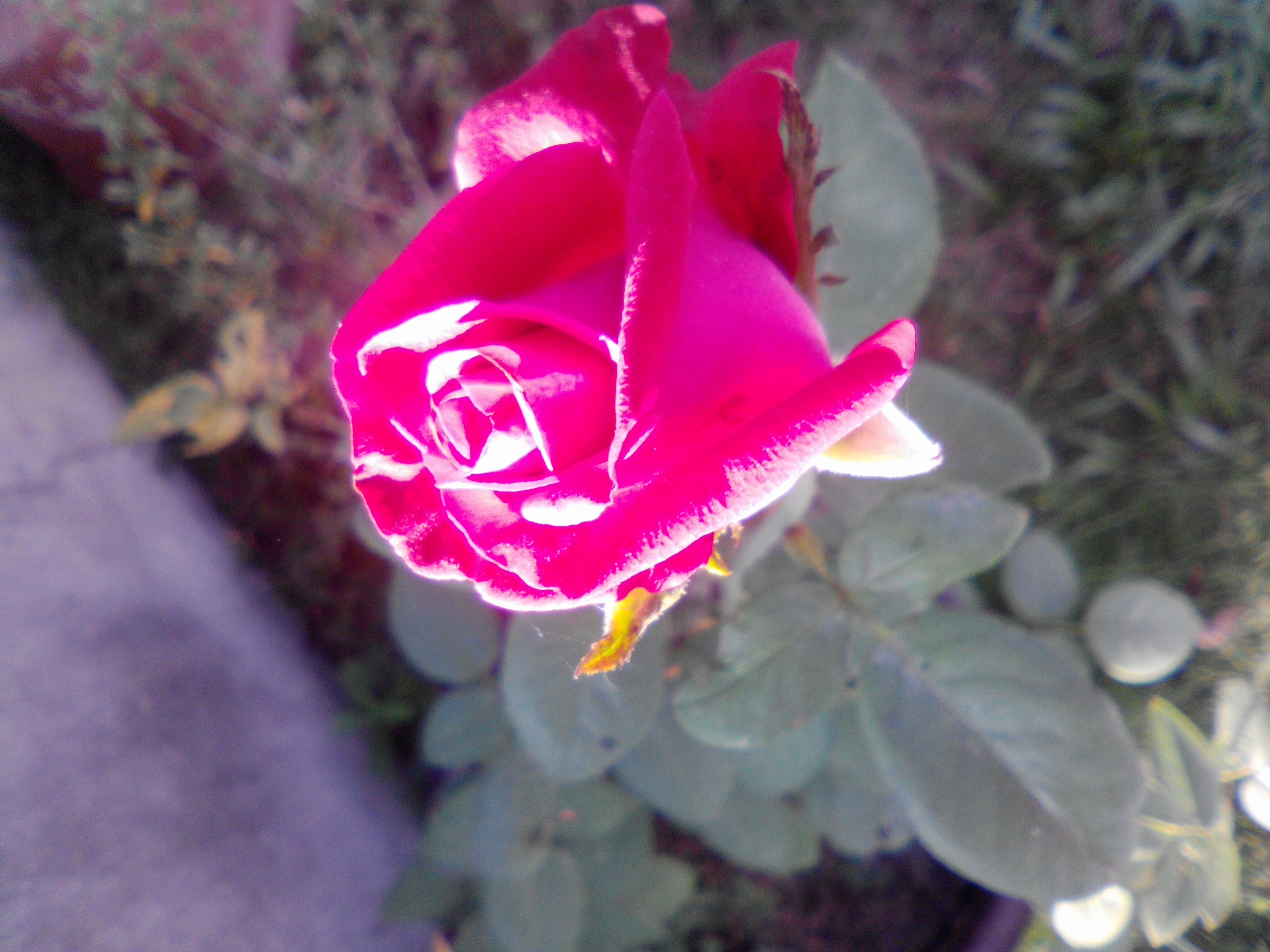a bid of rose a bid of rose