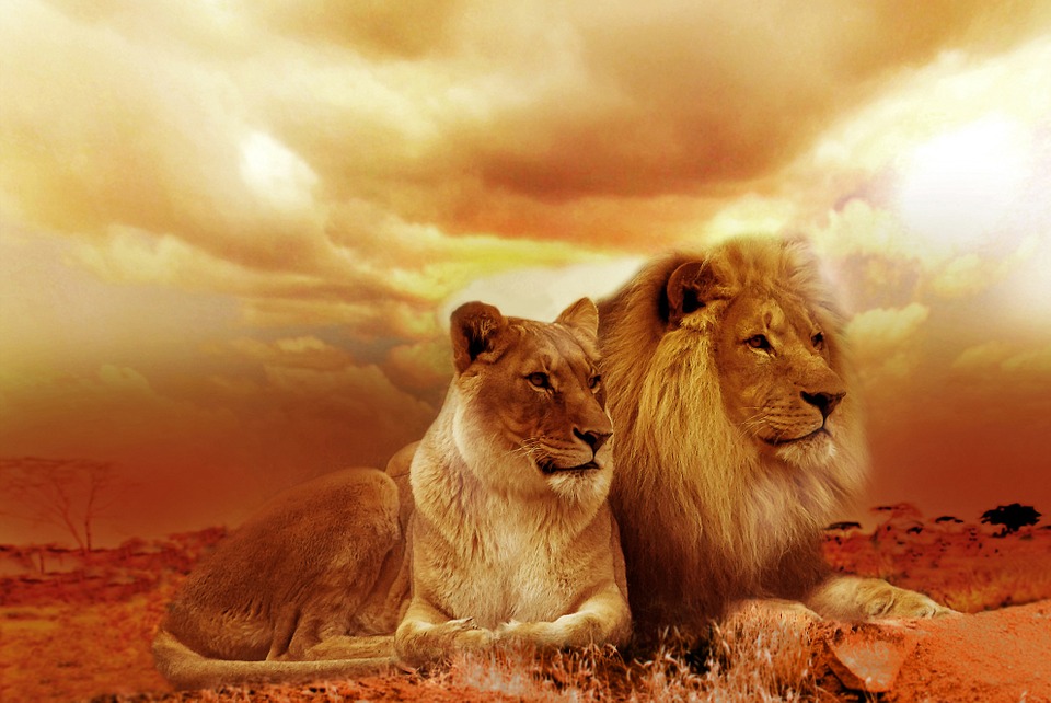Lions image from Pixabay Lions image from Pixabay