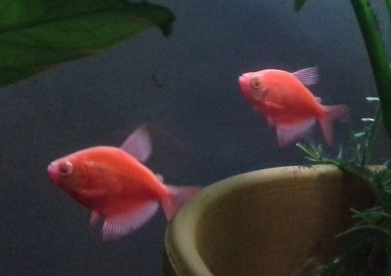 GloFish GloFish