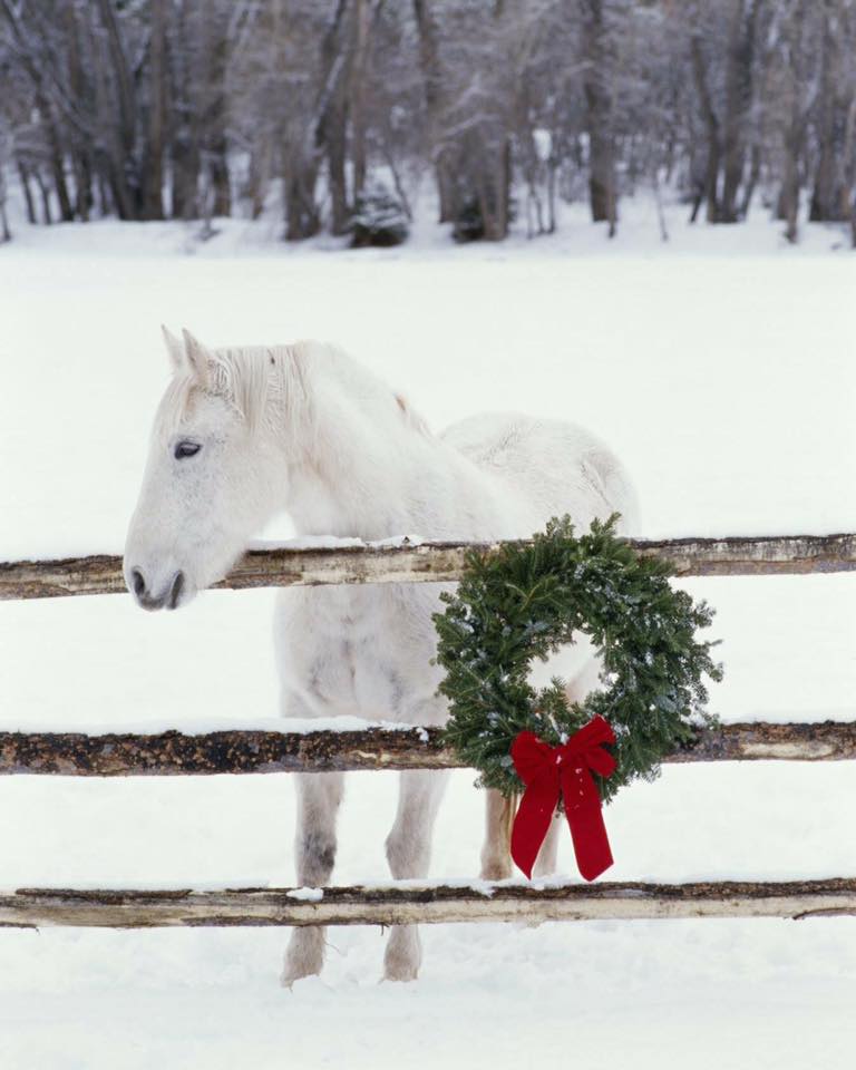 Beauty in The Snow