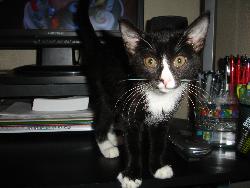 DORY - THIS IS MY LITTLE DORY. SHE IS JUST 4 MONTHS OLD.