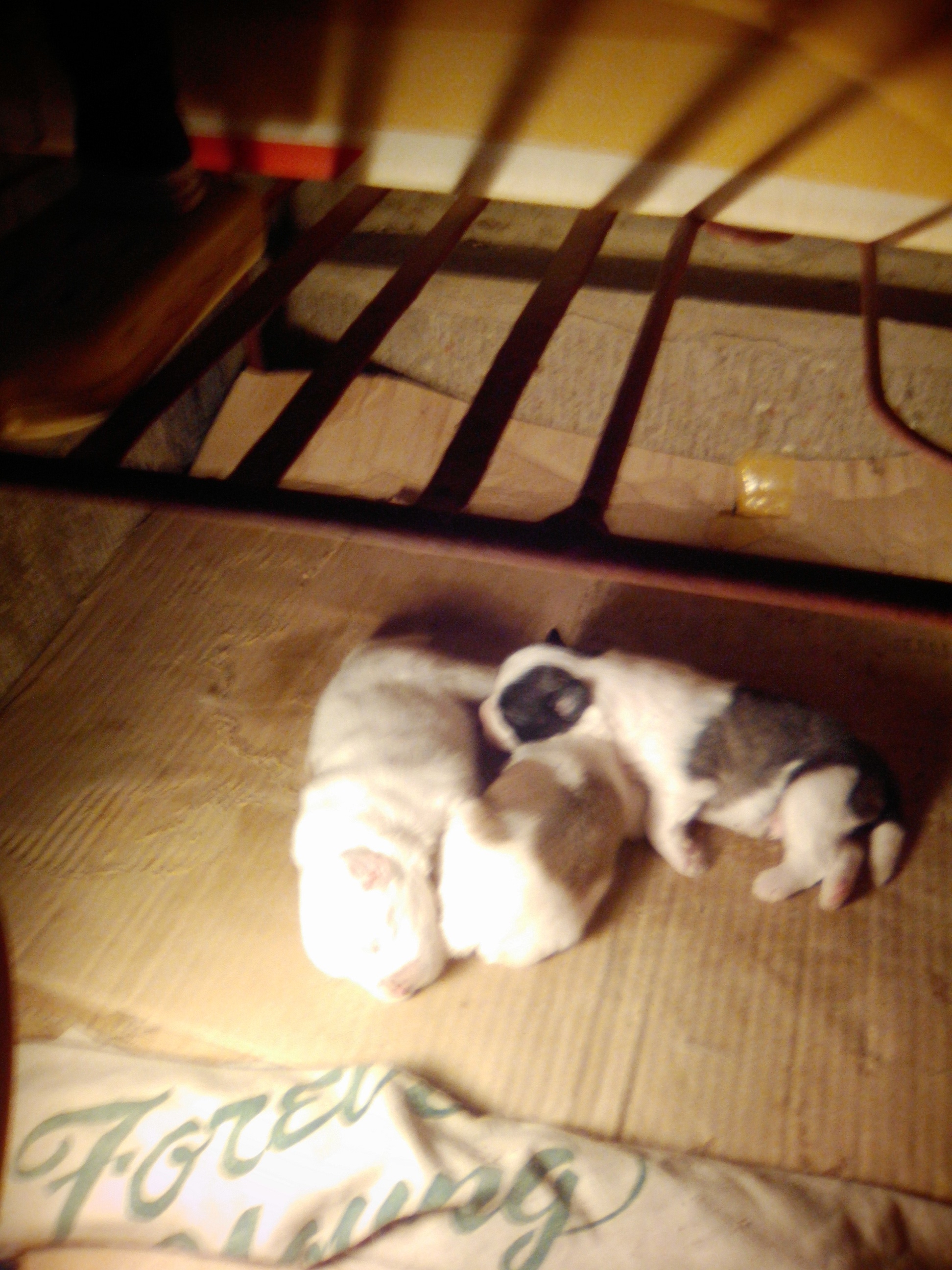 the 3 puppies the 3 puppies