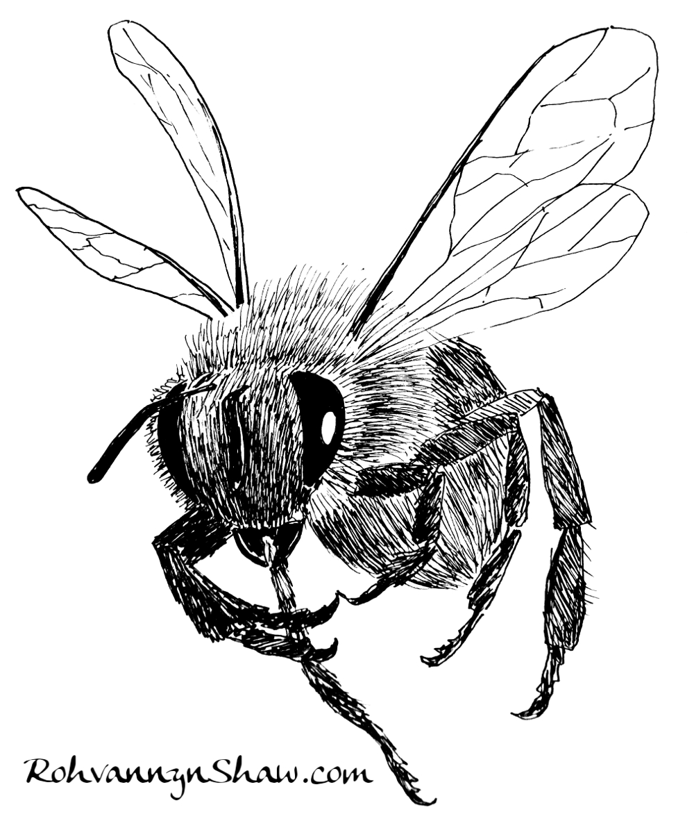 Bee illustration Bee illustration