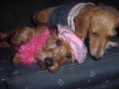 Marcindox Dachshunds - They are fun and loveable!